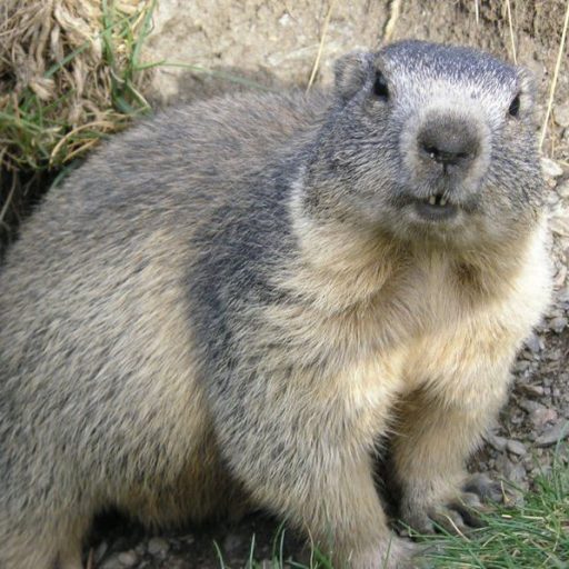 Marmot Data